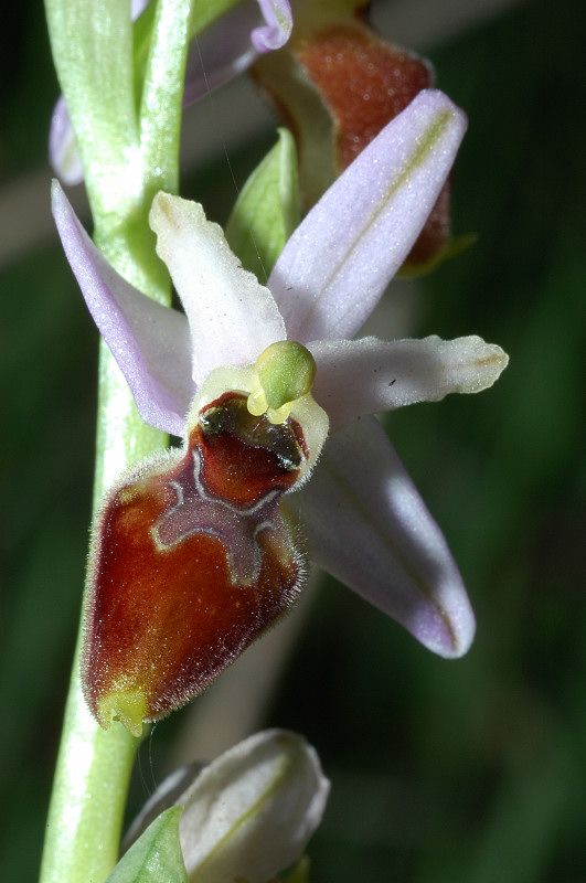 Le orchidee selvatiche spontanee di Ostia